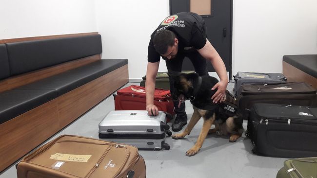 Me valixhe me drogë nga Rinasi në Stamboll, arrestohen 2 shqiptarë në Turqi, sekuestrohen mbi 31 kg kanabis