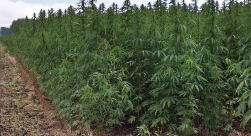 Kishte mbjellë hashash në pyll, policia arreston pas një viti 31-vjeçarin në Vlorë, procedohen në gjendje të lirë edhe 4 persona të tjerë