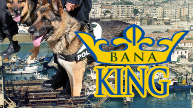 Sekuestrohet 31 kg kokainë në kontejnerët e ‘BanaKing’, droga u ngarkua me bananet në Ekuador, prej 3 ditësh qëndronte në Portin e Durrësit