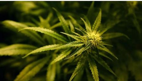 Akuzohet për prodhim lëndësh narkotike, në pranga 31-vjeçari shqiptar në Angli