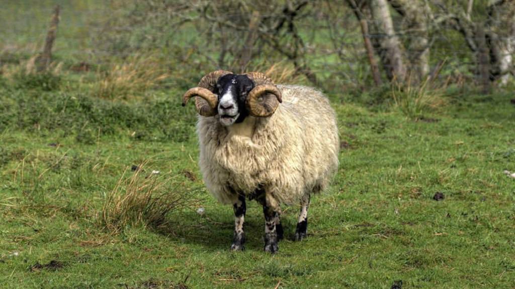 Goditet nga dashi i kopesë teksa po kulloste tufën, ndërron jetë gruaja në Fier