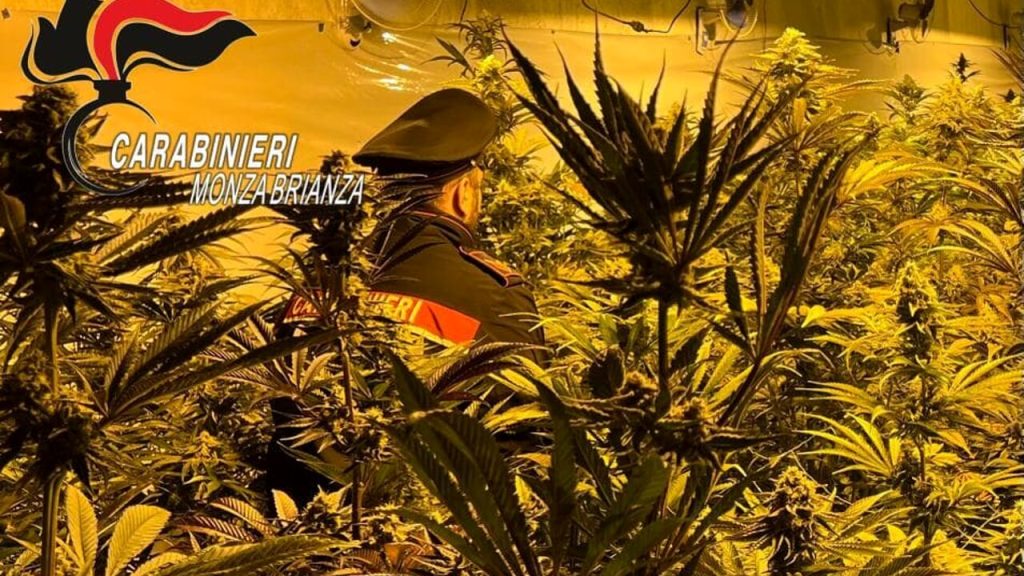 Përshtatën kasollen në shtëpi bari, policia arreston 2 shqiptarët në Itali. Lënda narkotike kapte vlerën e 1.4 mln eurove