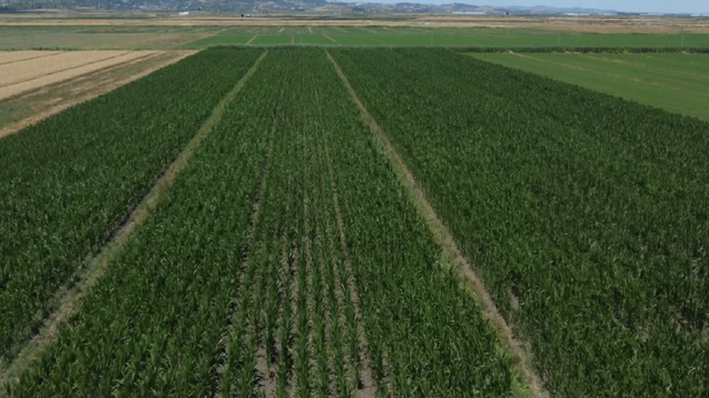 Bujqësia në vendnumëro/ Ekspertët: Viti që kaloi, nuk ishte një moment suksesi