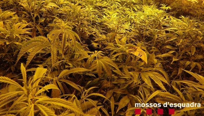 ‘Mafia shqiptare, “mbret” i trafikut të drogës’/ Mediat spanjolle: Bandat e shtrira deri në Mbretërinë e Bashkuar dhe Ekuador