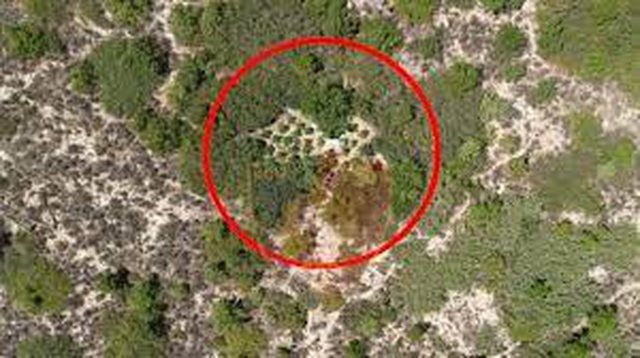 Nis operacioni ‘Alpe të Pastra’ në Malësi të Madhe, evidentohen disa parcela kanabisi, 100 policë e 6 drone në terren
