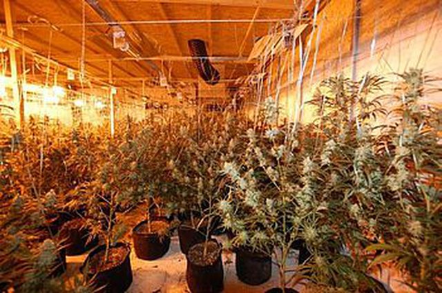 U kapën në ‘shtëpi bari’, arrestohen 4 shqiptarë në Gjermani