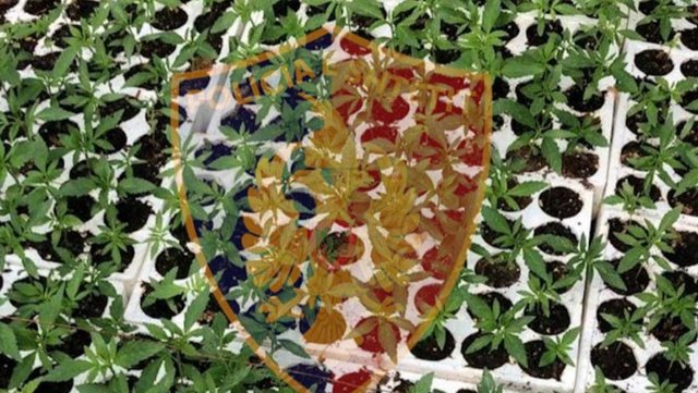 Asgjësohen 1000 rrënjë kanabis në Skrapar, shpallet në kërkim autori