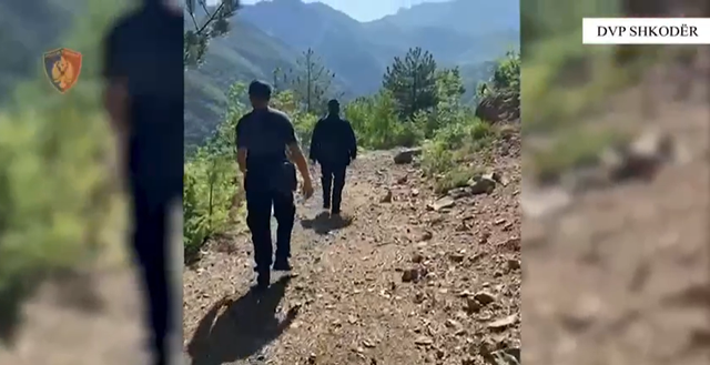 Operacioni antidrogë në Shkodër/ Asgjësohen mijëra bimë kanabis, një i arrestuar dhe 5 në kërkim