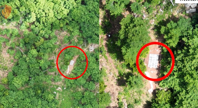 Asgjësohen 1664 fidanë kanabis në Mirditë, arrestohen dy persona (EMRAT)