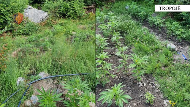 Operacioni ‘Bjeshkët e Nemuna’ në Tropojë, nën hetim kryeplaku i fshatit Gjonpepaj