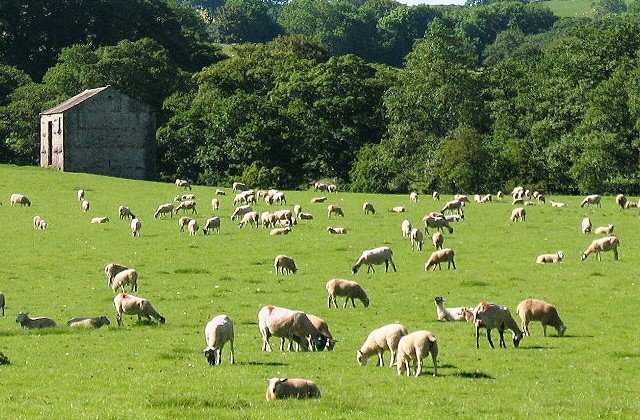 Kriza e blegtorisë, INSTAT: Importet e bulmetit dhe mishit, rritje me ritme dyshifrore në janar-maj