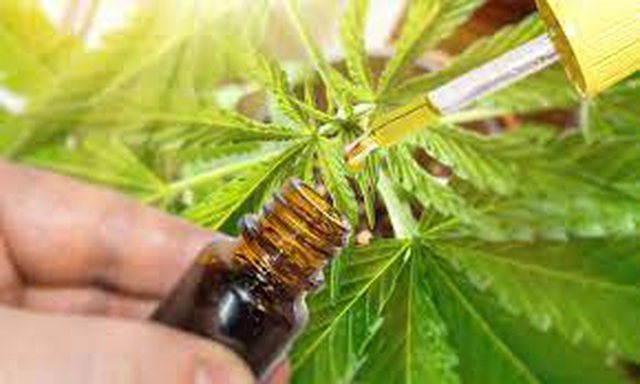 SKANDALI- “Ligjet” kalojnë fshehurazi pr.ligjin për kanabisin! Opozita dhe media s’njoftohen, 13 vota pro, vetëm Majko e Xhafaj abstenojnë!