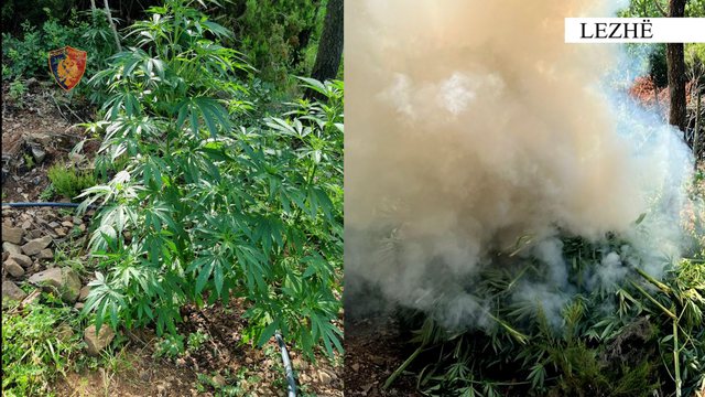 Zbulohen dhe asgjësohen parcelat me kanabis, në Kurbin arrestohet kultivuesi