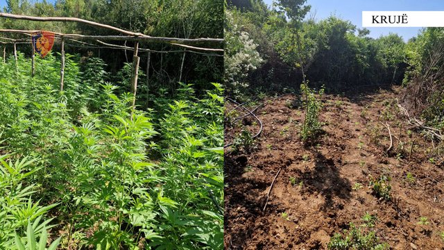 Krujë/ Kultivonin kanabis, pranga një 60-vjeçari, në kërkim bashkëpunëtori i tij